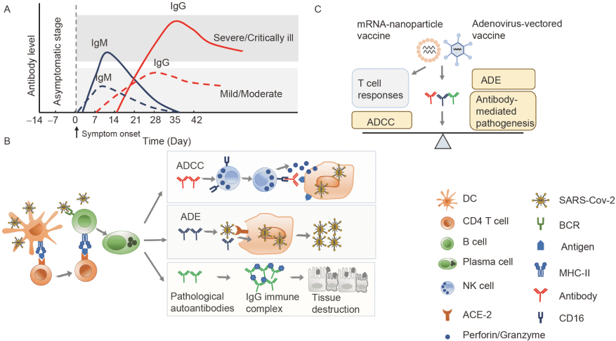 Antibody response and therapy in COVID-19 patients: what can be learned for vaccine development?