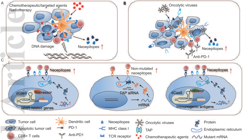 Targeting Neoantigens in Hepatocellular Carcinoma for Immunotherapy: A Futile Strategy?