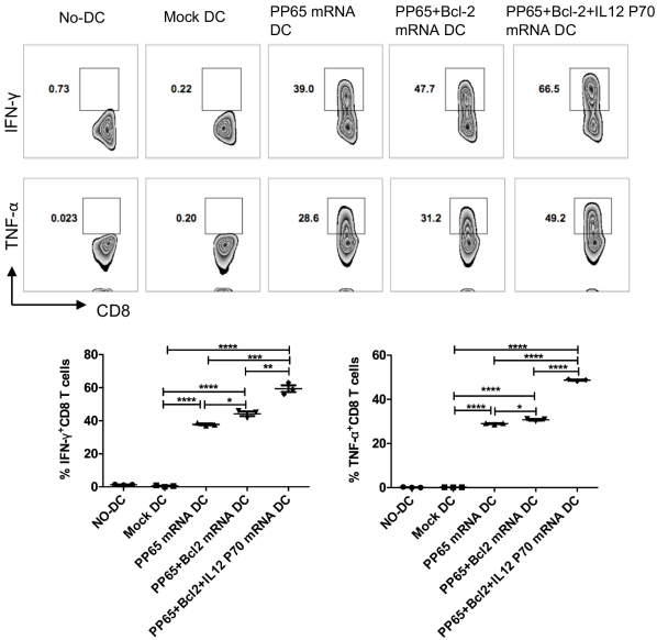 Enhanced Human T Lymphocyte Antigen Priming by Cytokine-Matured Dendritic Cells Overexpressing Bcl-2 and IL-12.